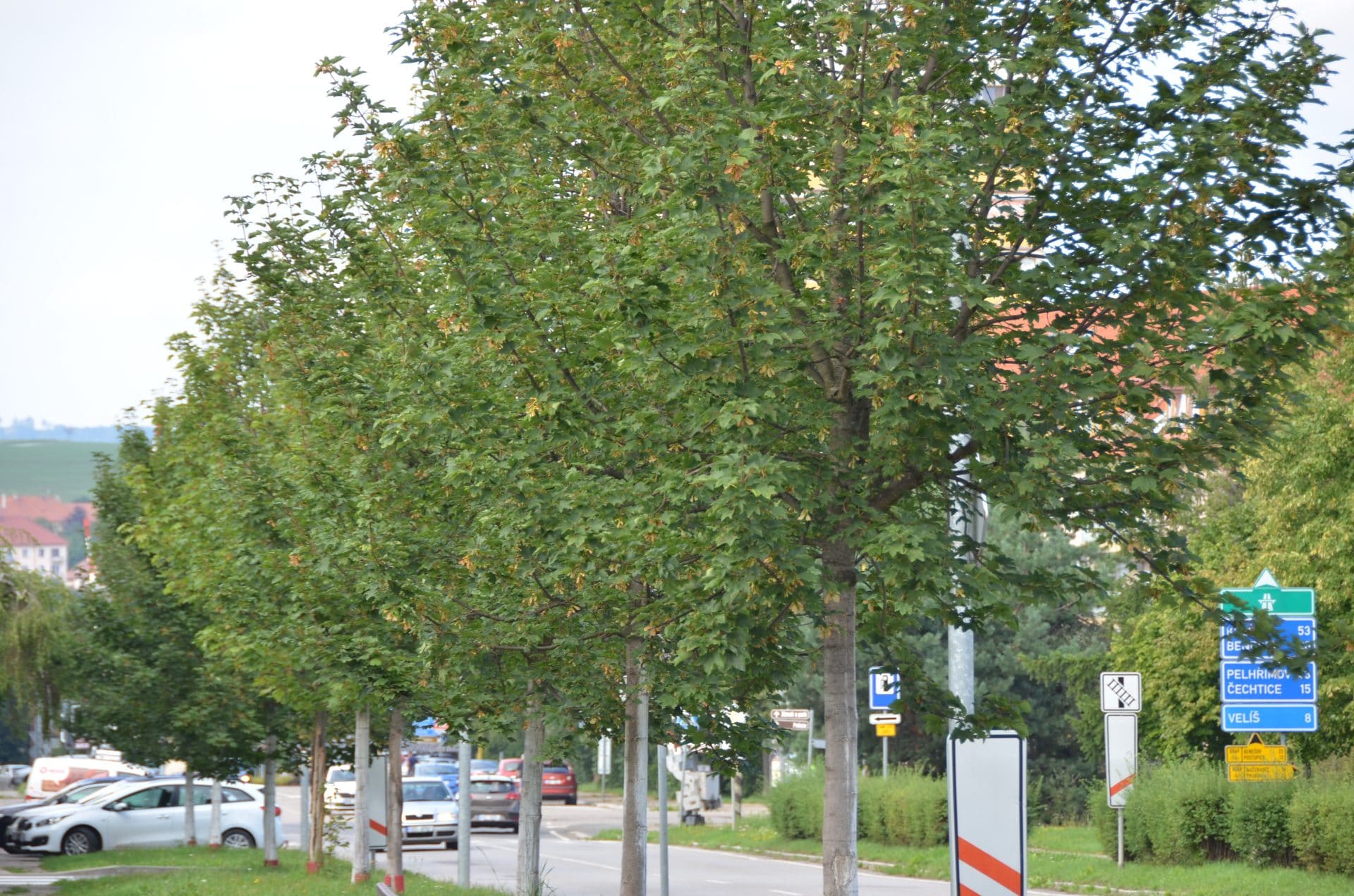 Mladé stromořadí podél frekventované ulice ve Vlašimi