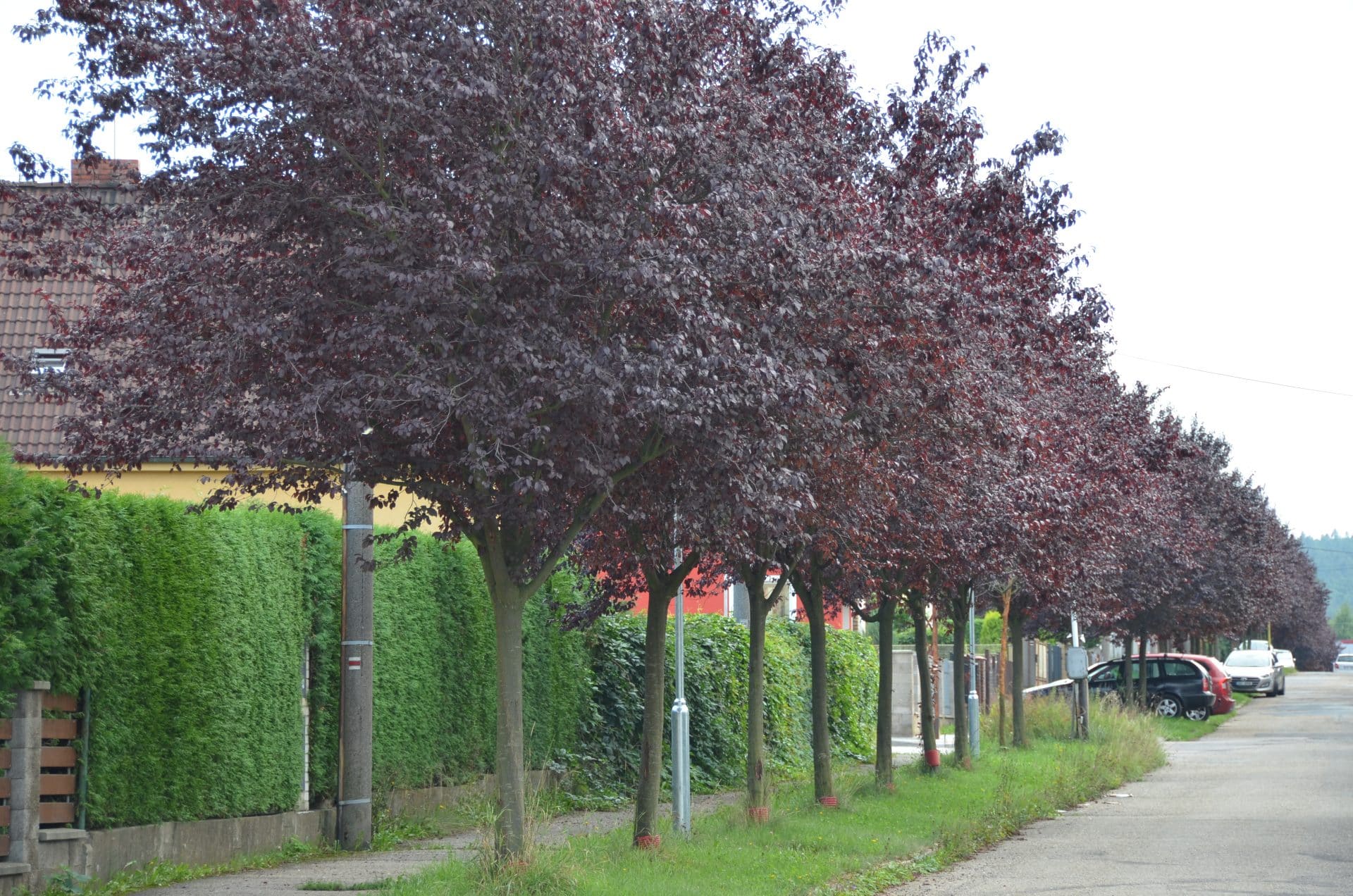 Vzrostlé stromořadí okrasných slivoní podél ulice ve Vlašimi