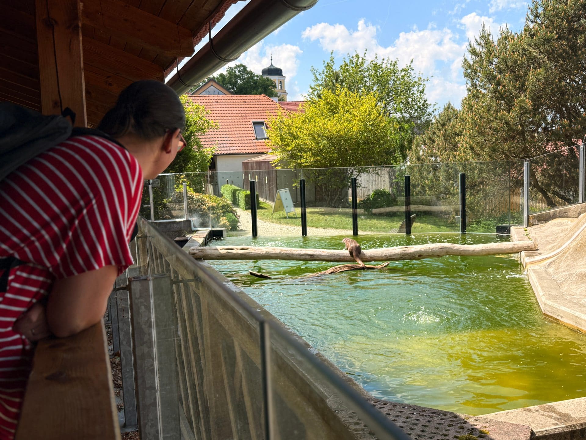 Návštěvnice pozoruje vydru ve výběhu ParaZOO Vlašim