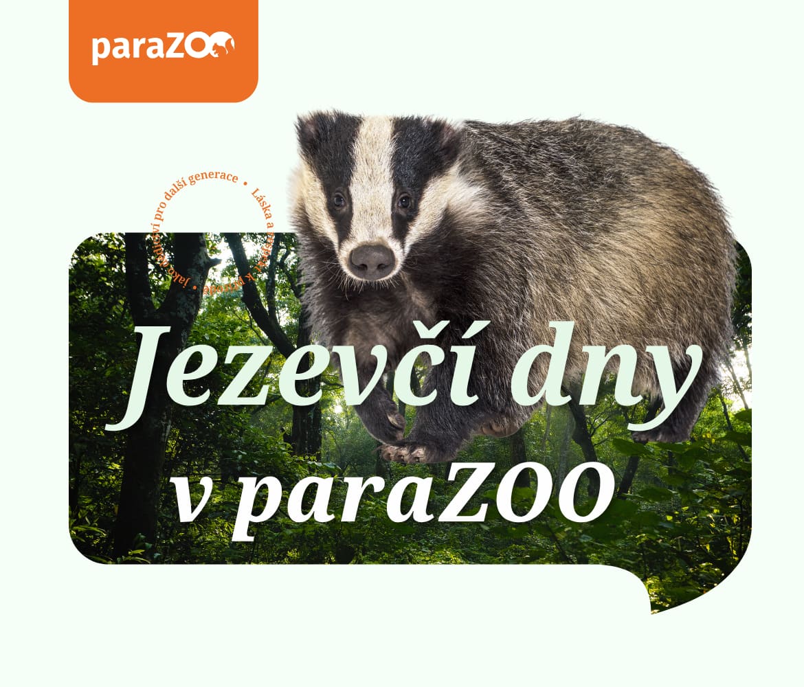 Oficiální vizuál akce Jezevčí dny v paraZOO Vlašim s jezevcem lesním