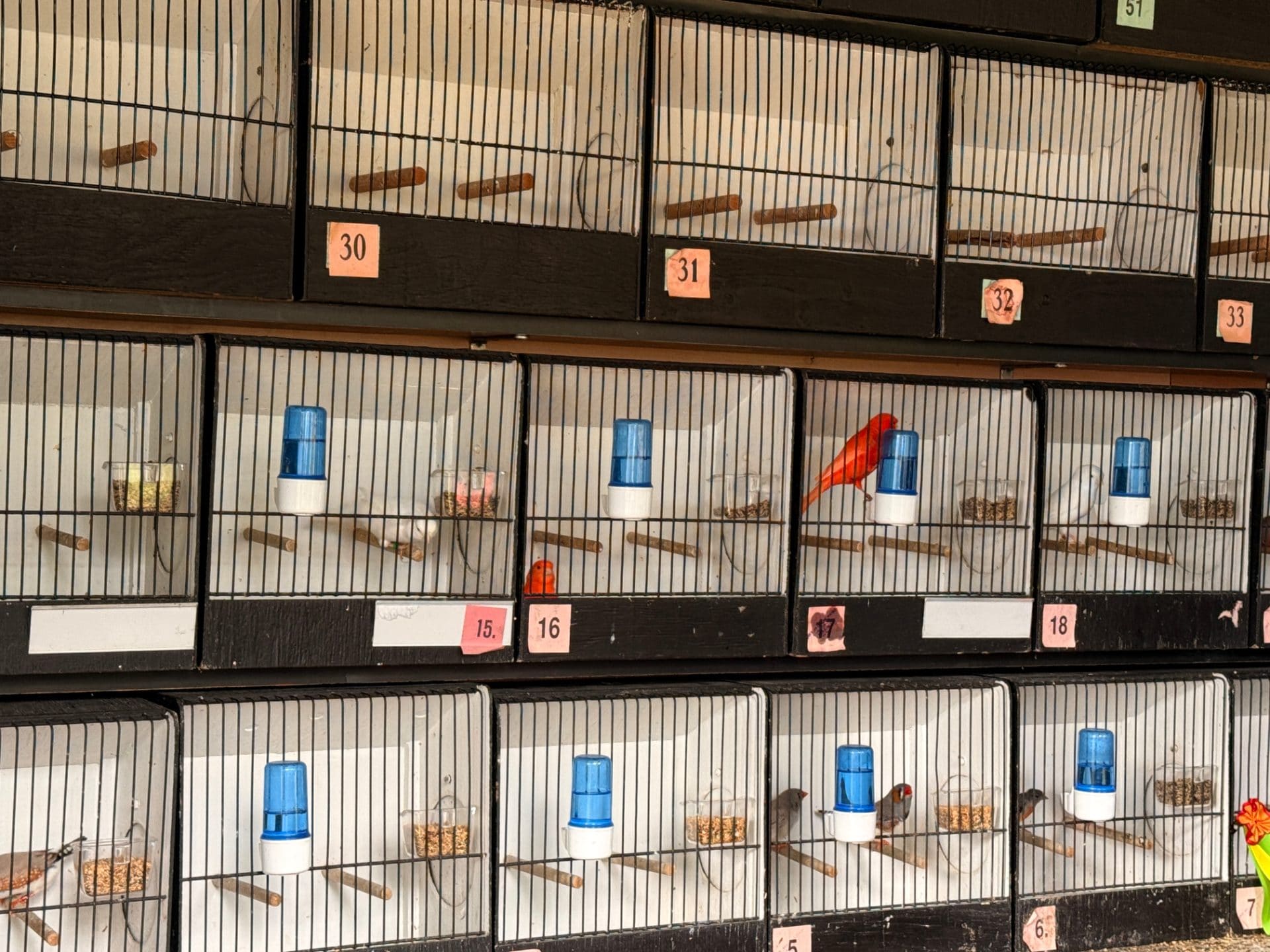 Expozice okrasného ptactva na chovatelské výstavě ve Vlašimi